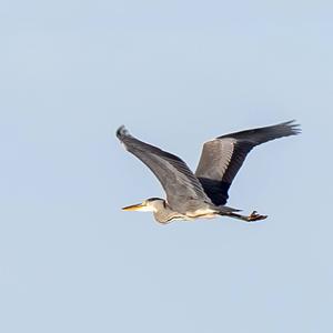 Grey Heron