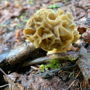 Yellow Morel