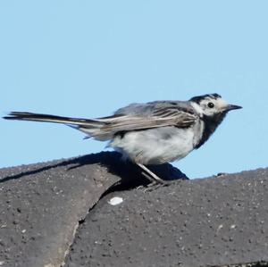 White Wagtail