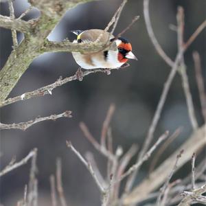 European Goldfinch