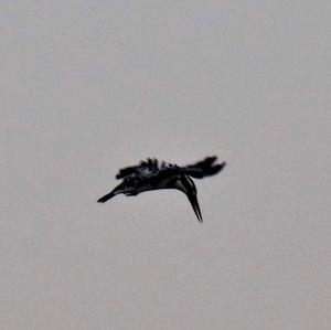 Pied Kingfisher