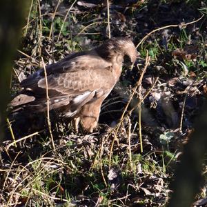 Common Buzzard