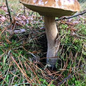 King Bolete