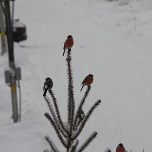 Eurasian Bullfinch