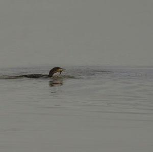 Great Cormorant