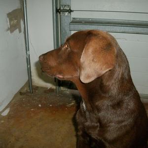Unknown Breed