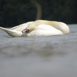 Mute Swan