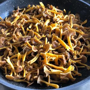 Trumpet Chanterelle