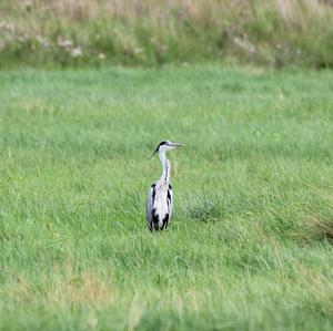 Grey Heron