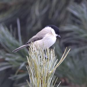 Willow Tit