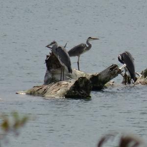 Grey Heron