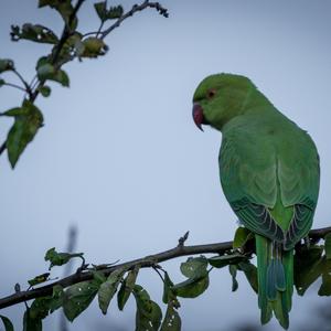 Alexandrine Parakeet