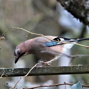 Eurasian Jay