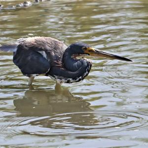 Tricoloured Heron