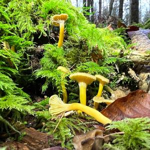 Trumpet Chanterelle