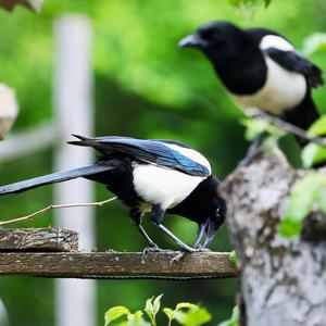 Black-billed Magpie