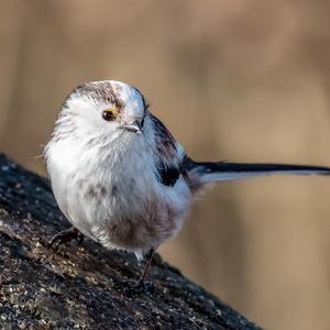 Long-tailed Tit