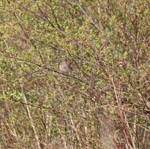 Black Redstart