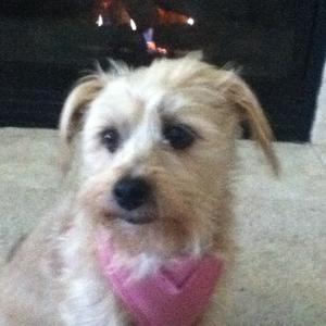 Unknown Breed