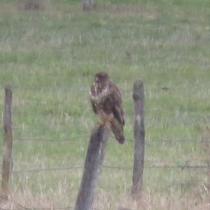 Common Buzzard