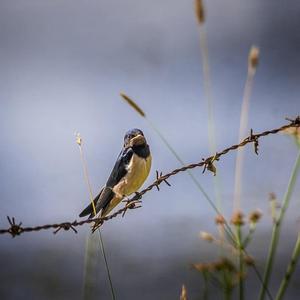 Barn Swallow