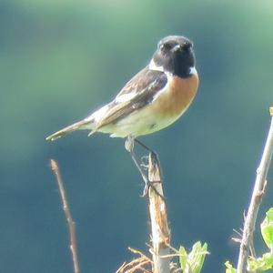 European stonechat