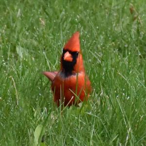 Northern Cardinal