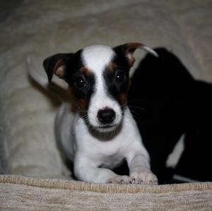 Jack Russell Terrier