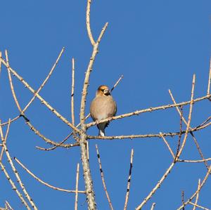 Hawfinch