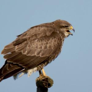 Common Buzzard