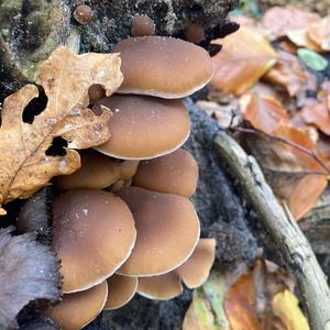 Clustered Psathyrella