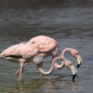 Greater Flamingo