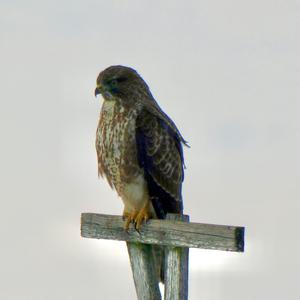 Common Buzzard