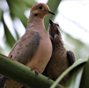 Mourning Dove