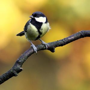 Great Tit