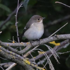 European Pied Flycatcher