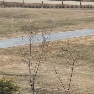 Cedar Waxwing