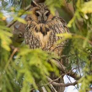 Long-eared Owl