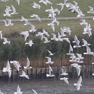 Black-headed Gull