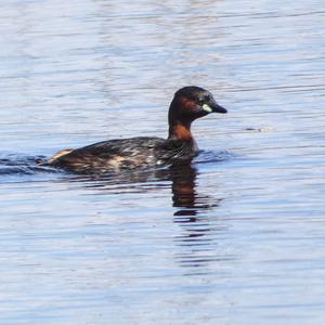 Little Grebe