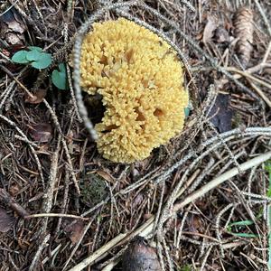 Yellow-brownish Coral