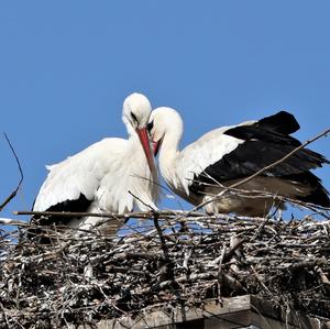 White Stork