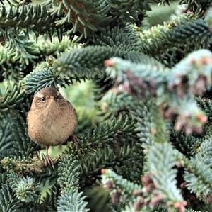 Winter Wren