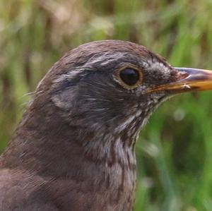 Eurasian Blackbird