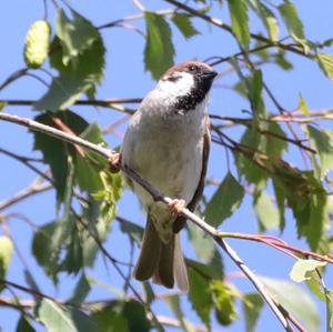 Eurasian Tree Sparrow