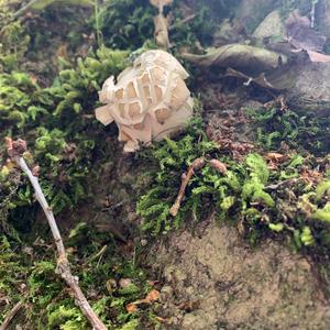 Summer Bolete