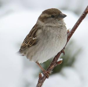 House Sparrow