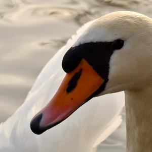 Mute Swan