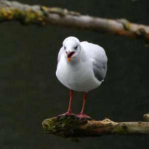 Black-headed Gull