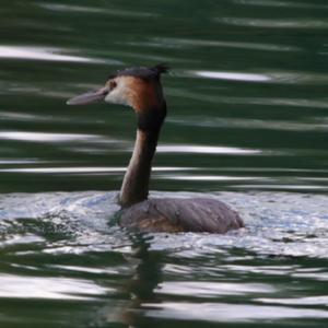 Great Crested Grebe